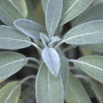 “Φασκόμηλο το σωτήριον”