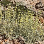 Που βρίσκουμε το τσάι του βουνού