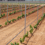 ΑΠΟΛΥΜΑΝΣΗ ΤΟΥ ΕΔΑΦΟΥΣ ΜΕ ΗΛΙΑΚΗ ΕΝΕΡΓΕΙΑ