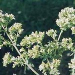 Η ρίγανη στη διατροφή των αγροτικών ζώων και η Καλλιέργεια