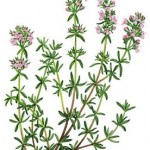 Καλλιέργεια και ιδιότητες του θυμαριού