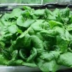 Υδροπονικός κήπος στο σπίτι