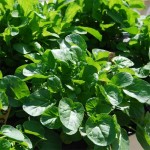 “Tο καρδάμωσε”