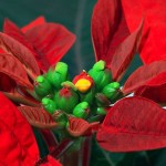 Γνωρίζετε τον θρύλο της Ποϊνσέττιας;