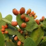 Το Φραγκόσυκο , μια νέα και αποδοτική καλλιέργεια