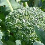 Μπρόκολο:Πληροφορίες για καλλιέργεια και ιδιότητες