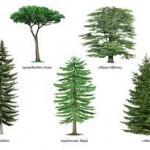 Στο…κρύο φυτεύω Κωνοφόρα