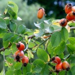 Η αγριοτριανταφυλλιά και οι χρήσεις της.