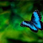 Ταξίδι στην Insectopia!!