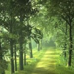 Αν ήσουν δέντρο ποιο δέντρο θα ήσουν;