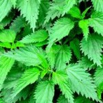 Τσουκνίδα η θεραπευτική