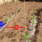 Αποστάσεις φύτευσης μεταξύ των φυτών