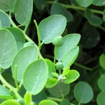 Καλλιέργεια Κάπαρης – Συμβουλές