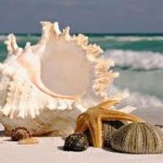 Γιατί ακούμε τον ήχο της θάλασσας στα κοχύλια;;;