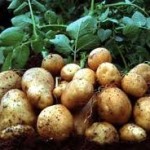 Καλλιέργεια πατάτας