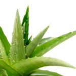 ΑΛΟΗ ΒΕΡΑ – Η καλλιέργεια και οι θεραπευτικές ιδιότητες