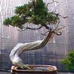 Τεχνική καλλιέργεια του BONSAI