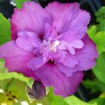 Ιβίσκος ο Συριακός (Hibiscus Syriacus)