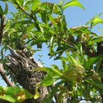 Ο εξώασκος της ροδακινιάς και η καταπολέμηση του