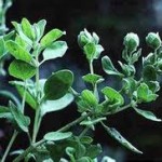 Η Μαντζουράνα και οι χρήσεις της…