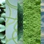 Σπιρουλίνα: τι είναι και πόσο μας ωφελεί.