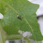 Πως παρασκευάζουμε βιολογικά σκευάσματα