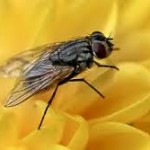 Διώξτε τις μύγες με φυσικό τρόπο!