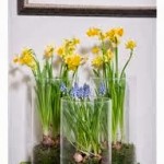 Καλλιεργείστε βολβούς σε νερό.