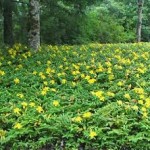 Δύο Δώρα της Φύσης για να Βελτιώσετε τη Διάθεση σας