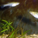 Το κουνουπόψαρο (gambusia affinis)