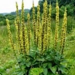 Αγριμόνιο. Ένα θεραπευτικό βότανο που βρίσκεται παντού!!!