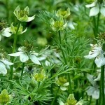 Ώσπου να πεις κύμινο!