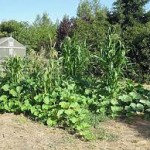 Καλλιεργήστε μαζί καλαμπόκια, κολοκύθια και φασόλια