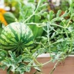 Η Καλλιέργεια του Καρπουζιού