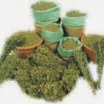 Η ρίγανη προστατεύει από τις γαστρεντερίτιδες