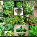 ΣΥΝΟΠΤΙΚΟΣ ΠΙΝΑΚΑΣ ΧΡΗΣΗΣ ΒΟΤΑΝΩΝ ΚΑΙ ΑΡΩΜΑΤΙΚΩΝ ΦΥΤΩΝ