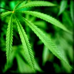 Το ίαμα Κάνναβη (ΒΙΒΛΙΟ)