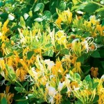 Αγιόκλημα : Η καλλιέργεια και η χρήση του