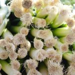 Άλλιον το Πράσον (Allium porrum)