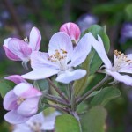 Μυκητολογικές ασθένειες των μηλοειδών την περίοδο της άνοιξης