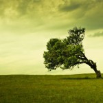 Έσσε: Τίποτα δεν είναι πιο ιερό από ένα δέντρο