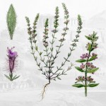 Micromeria acropolitana, το ενδημικό φυτό της Ακρόπολης