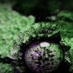 Γκέκο, οι άρχοντες του καμουφλάζ!