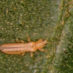 ΟΙ ΚΥΡΙΟΤΕΡΟΙ ΕΧΘΡΟΙ ΤΩΝ ΚΗΠΕΥΤΙΚΩΝ