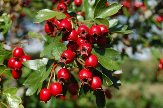 crataegus