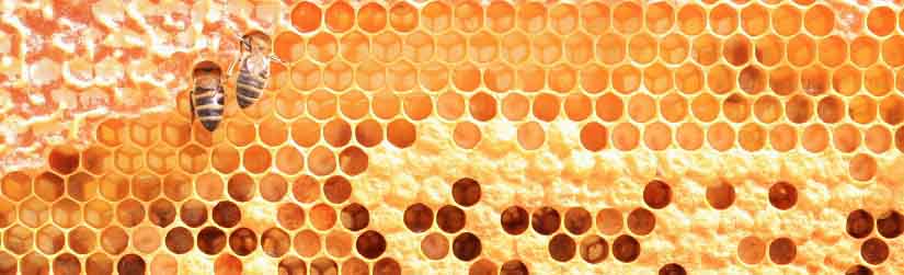 arxarios-melissokomos