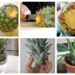 Πως μπορούμε να φυτέψουμε έναν ανανά στην γλάστρα μας και ποιές είναι οι θεραπευτικές του ιδιότητες ;