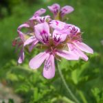 Φυτά Απωθητικά κουνουπιών