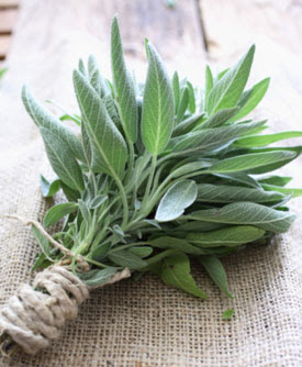 faskomilo-gia-ta-griza-mallia