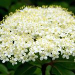 Βιβούρνο, για καλή υγεία, χαλάρωση και εύκολη εμμηνόρροια!